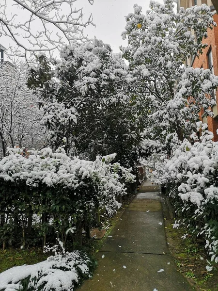 Plano Vertical Sendero Húmedo Entre Flores Plantas Cubiertas Nieve Patio —  Fotos de Stock