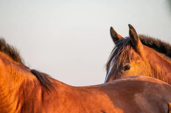 夕阳西下时 在农场里 一匹Criollo马跟在另一匹马后面的特写镜头 — 图库照片
