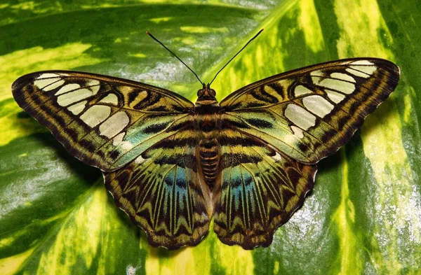 Egy Közeli Kép Pillangóról Egy Levélen — Stock Fotó