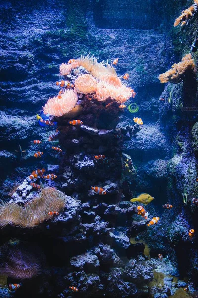 Vertical Shot Jellyfishes Other Small Fishes Underwater — Stock Photo, Image