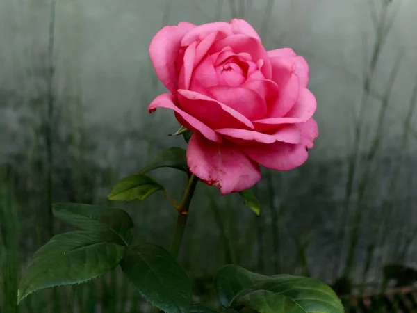 Closeup Shot Blooming Bright Pink Rose — Stock Photo, Image