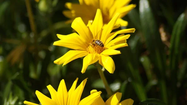 Egy Közeli Kép Egy Méhről Egy Sárga Százszorszépen Virágzik Kertben — Stock Fotó