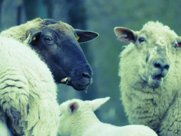 Een Selectieve Focus Shot Van Een Suffolk Ras Schapen Kijken — Stockfoto