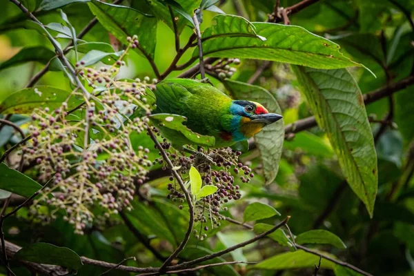 Close Shot Coppersmith Barbet Branch — Stock Photo, Image