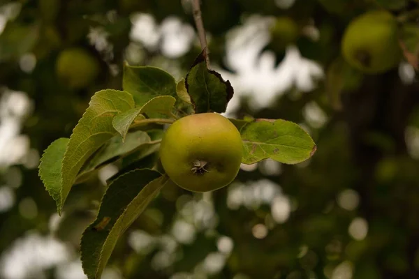 Świeże Zielone Jabłko Wiszące Drzewie — Zdjęcie stockowe