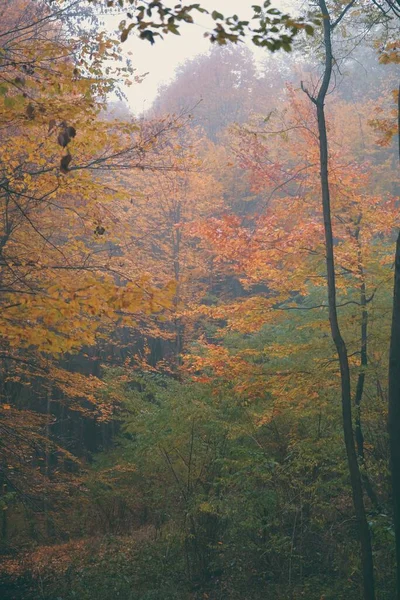 Colorate Foglie Autunnali Nella Foresta — Foto Stock
