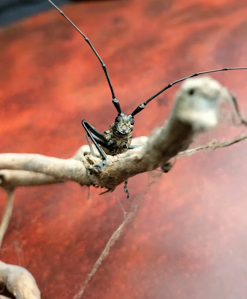 Closeup Shot Monochamus Urussovi — Stock Photo, Image