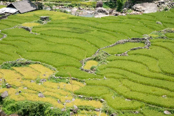 Aerial View Green Sapa Rice Fields Sunny Day Spring — Stock Photo, Image