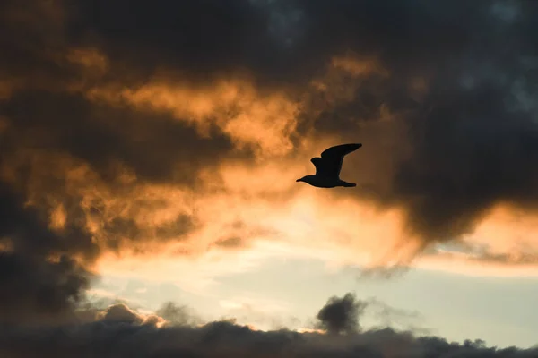 Piękny Widok Ptaszka Locie Pod Ciemnym Zachmurzonym Niebem Zachodzie Słońca — Zdjęcie stockowe