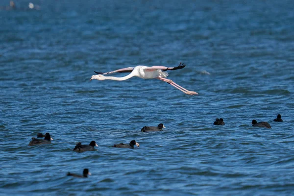 Pink Flamingo Flies Blue Lake Ducks Swim — Stock Photo, Image