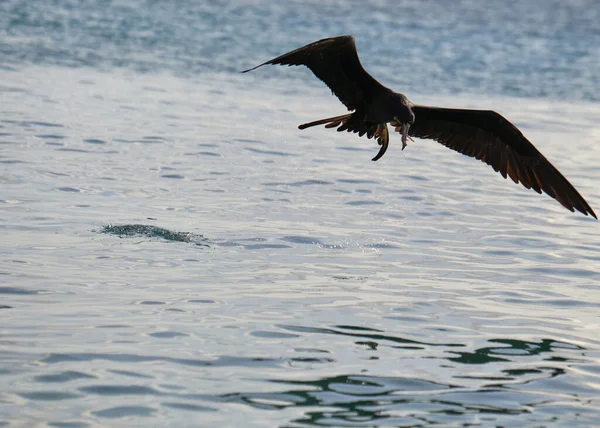 Águila Volando Sobre Océano — Foto de Stock