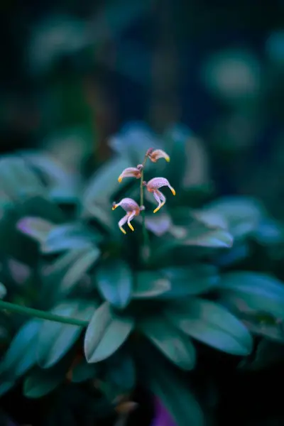 Enfoque Selectivo Vertical Una Orquídea Púrpura Amarilla Masdevallia Pachyura —  Fotos de Stock