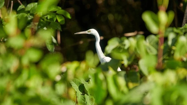 Pássaro Grande Egret Que Anda Entre Plantas Verdes — Fotografia de Stock