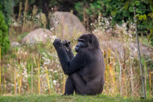 Closeup Shot Gorilla Sitting Forest Looking — Stock Photo, Image
