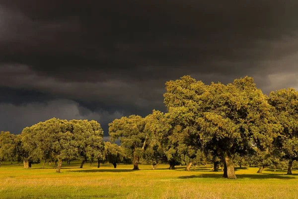 Landskapsbild Stormen Närmar Sig Dehesa Extremadura Spanien — Stockfoto