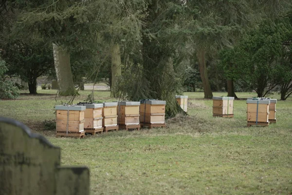 양봉가에서 벌들이 상자들 공동묘지에 — 스톡 사진