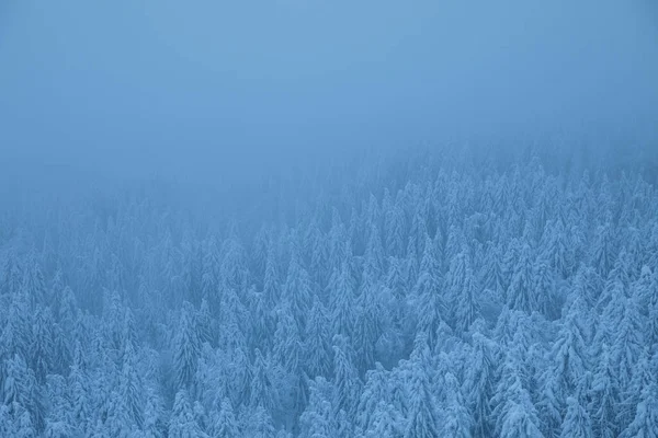 Αεροφωτογραφία Χιονισμένου Δάσους Στην Ελβετία Ομίχλη Αιωρείται Από Πάνω Του — Φωτογραφία Αρχείου