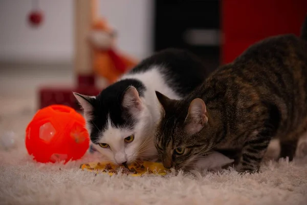 Dois Gatos Comendo Grãos Dentro Casa — Fotografia de Stock