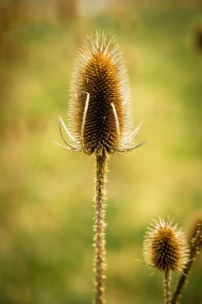 背景がぼやけている野生のティーゼル植物の浅い焦点ショット — ストック写真