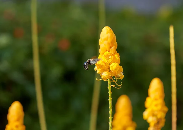 花粉を集める蜂の選択的焦点ショット — ストック写真