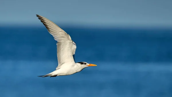 Closeup Royal Tern Open Wings Flying Blue Clear Ocean Water — Stock Photo, Image