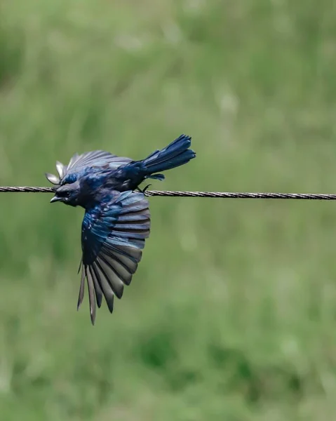 Een Verticaal Schot Van Een Bluebird Een Draad Het Punt — Stockfoto