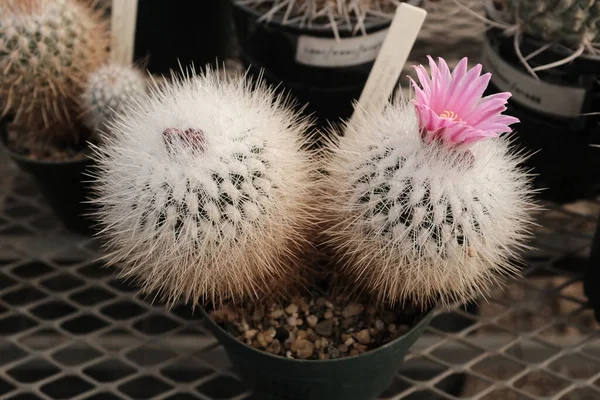 Beautiful Potted Cactus Greenhouse West Texas — Stock Photo, Image