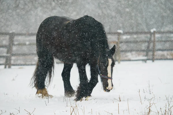 Svart Inhemsk Häst Equus Ferus Caballus Framför Ett Staket Vintern — Stockfoto