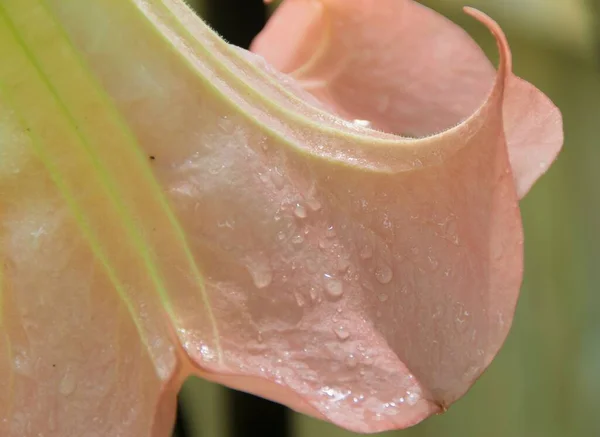 Zbliżenie Różowego Kwiatu Trąbki Winorośli Lśniące Niedawnych Deszczów Ogrodzie — Zdjęcie stockowe