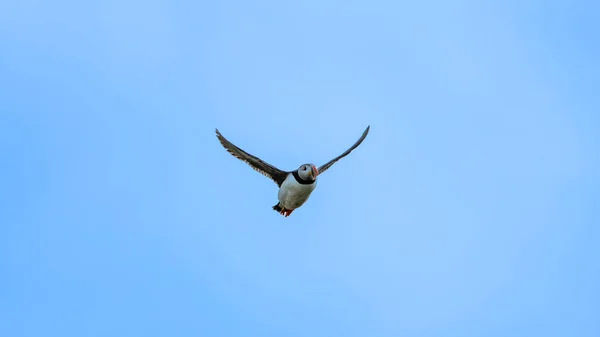 Ein Fliegender Vogel Island Gefangen — Stockfoto