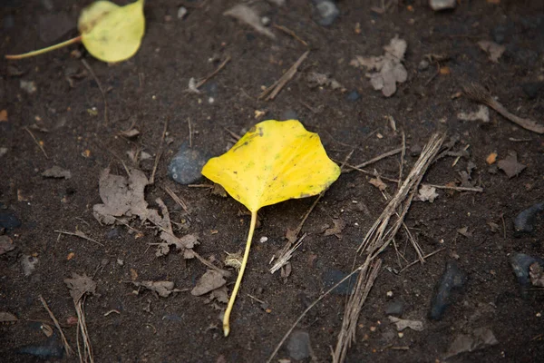 Uma Folha Outono Amarelo Chão — Fotografia de Stock