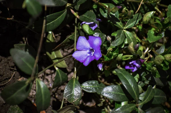 Une Pervenche Poussant Dans Jardin — Photo