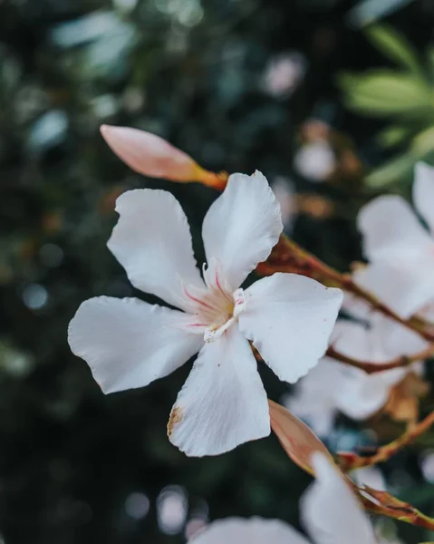 Знімок Білої Квітки Олеандера Неріум — стокове фото