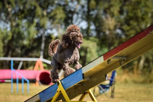 Simpatico Barboncino Marrone Standard Che Gioca Nel Parco Giochi Cani — Foto Stock