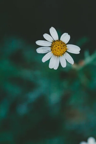 Вертикальний Вибірковий Фокус Ромашкової Квітки Цвіте Саду — стокове фото