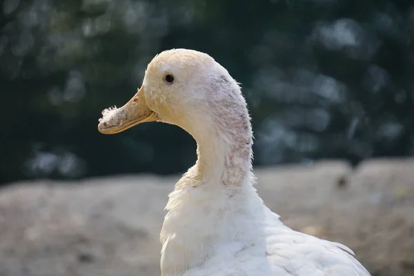 Uma Foto Close Belo Pato Pele Americano — Fotografia de Stock