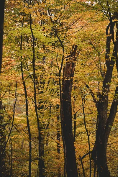 The tall tree trunks with colorful autumn leaves in the forest