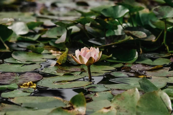 Closeup Water Lily Botanical Garden Iasi Romania — Stock Photo, Image