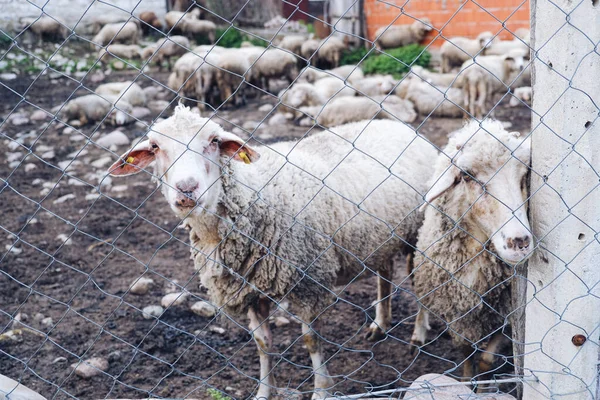A closeup of sheep looking from a gate on a farm