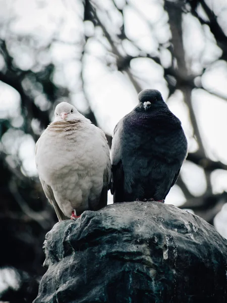 Vertical Shot Couple Black White Pigeons Standing Top Sculpture — Stock Photo, Image