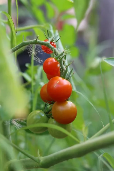Gałąź Wiśniowej Rośliny Pomidorowej Dojrzałymi Owocami Jeszcze Zielonymi Młodymi Pomidorami — Zdjęcie stockowe