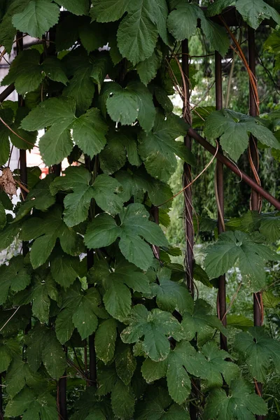 Disparo Vertical Una Planta Hojas Verdes Que Crece Una Valla — Foto de Stock