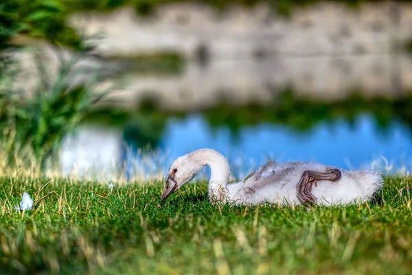 Hermoso Cisne Bebé Descansando Prado Halle Der Saale Sajonia Anhalt — Foto de Stock