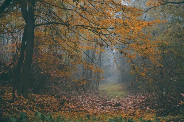 Üres Magas Fatörzsek Között Színes Őszi Levelekkel Erdőben — Stock Fotó