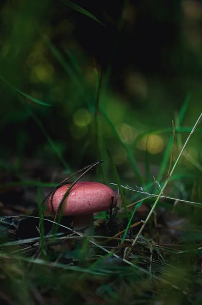 Красная Руссула Зеленой Траве Лесу — стоковое фото