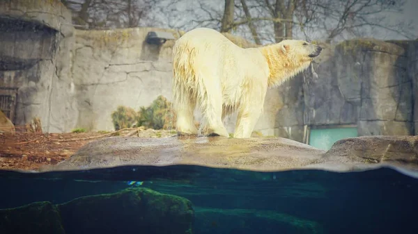 一只美丽的湿北极熊站在动物园的岩石上 — 图库照片