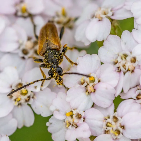 A closeup of  fairy-ring longhorn beetle (Pseudovadonia livida) on  white blooming flowers
