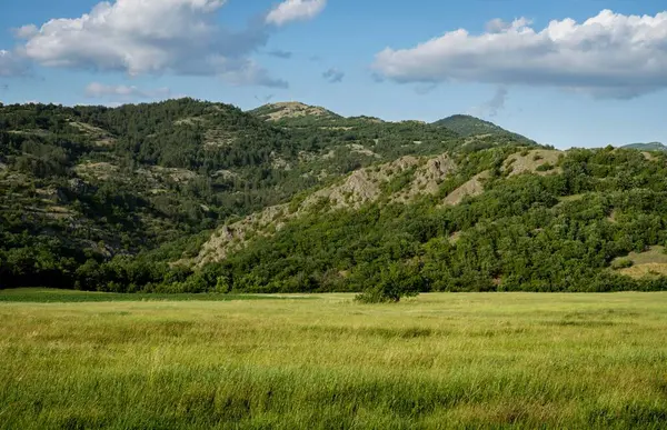 Dağ Ormanına Karşı Çayır Manzarası — Stok fotoğraf