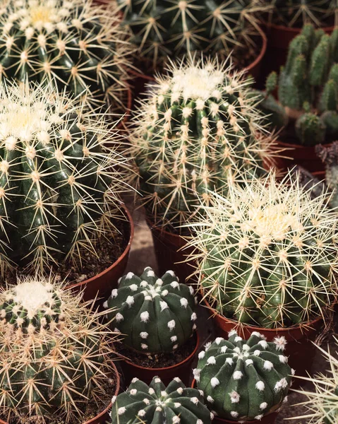 Egy Függőleges Közelkép Néhány Kaktuszról Fazekakban — Stock Fotó