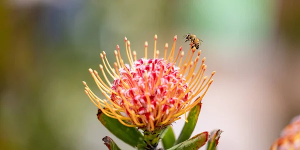 Foco Poco Profundo Una Abeja Una Planta Leucospermum Cordifolium —  Fotos de Stock